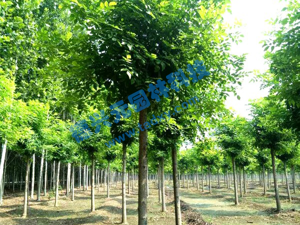 �c���鿴Ԕ����Ϣ���}����Ϟ ��x�Δ�(sh��)��2305