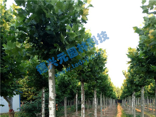 �c���鿴Ԕ����Ϣ���}����ͩ ��x�Δ�(sh��)��2295