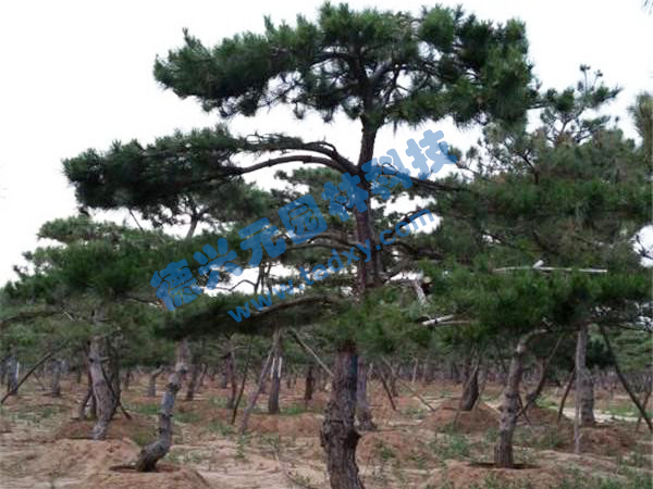 �c���鿴Ԕ����Ϣ���}������ ��x�Δ�(sh��)��2366