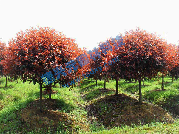 �c���鿴Ԕ����Ϣ���}���t�~ʯ骘� ��x�Δ�(sh��)��2599