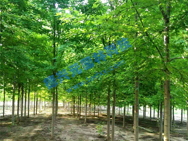 �c���鿴Ԕ����Ϣ���}�������t�� ��x�Δ���1964