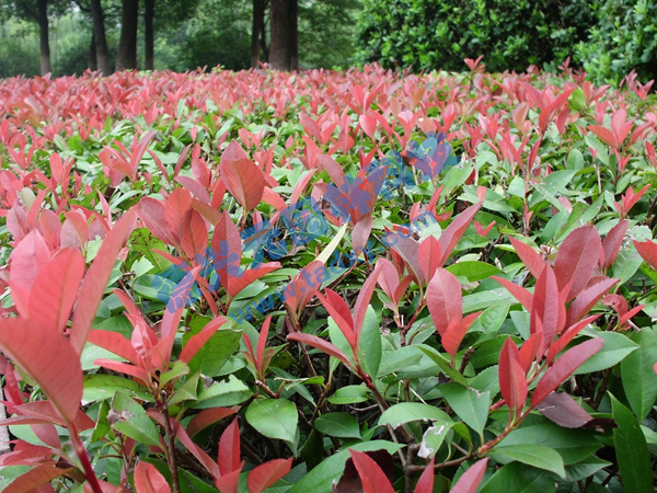 �c���鿴Ԕ����Ϣ���}���t�~ʯ� ��x�Δ�(sh��)��2352