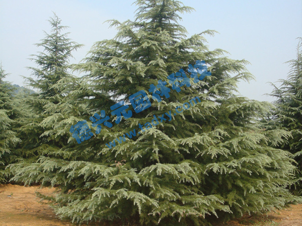 �c���鿴Ԕ����Ϣ���}��ѩ�� ��x�Δ���1868