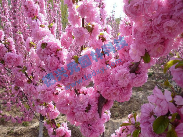 �c���鿴Ԕ����Ϣ���}���ѻ� ��x�Δ���1912