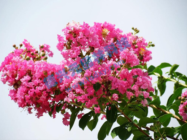 �c���鿴Ԕ����Ϣ���}����ޱ ��x�Δ���1862